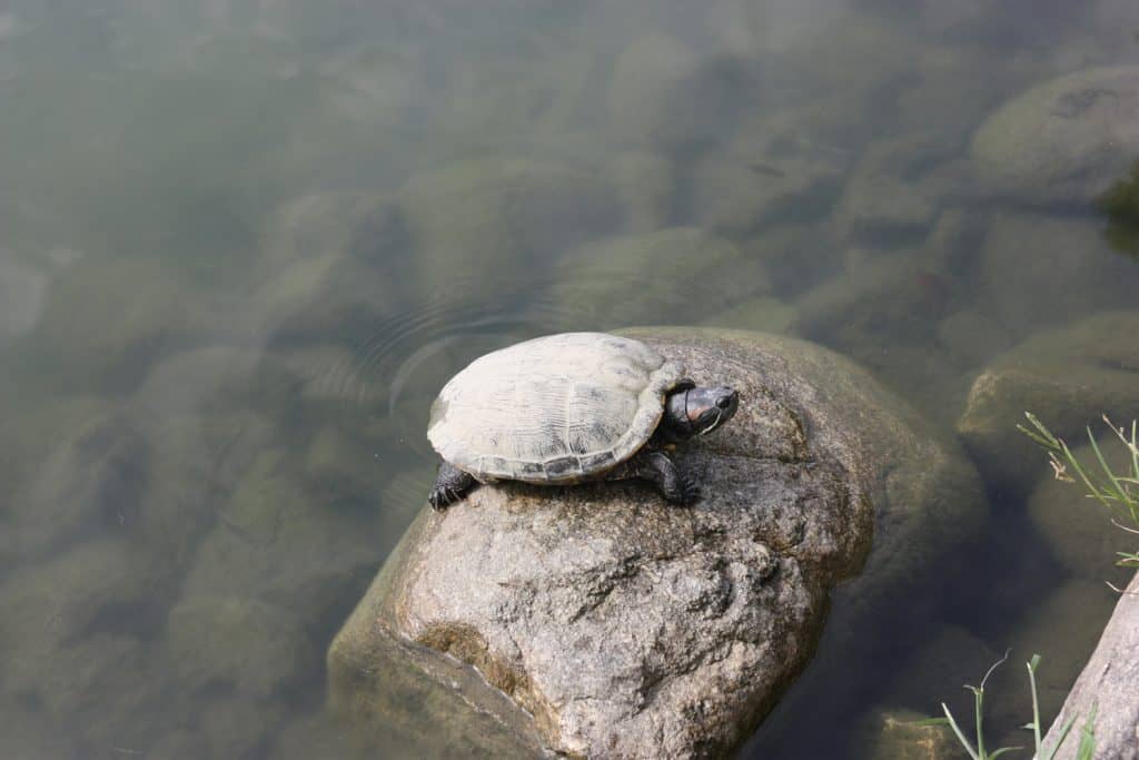 JApanese turtle in pond