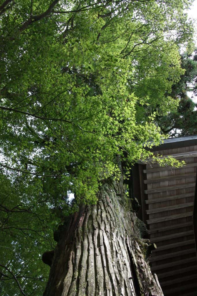 Ancient Japanese tree