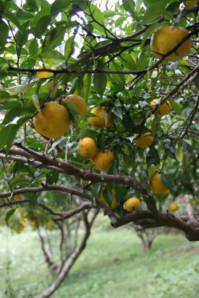 Yuzu ready to harvest at Yuzu no Sato minshuku, Mima, Tokushima.