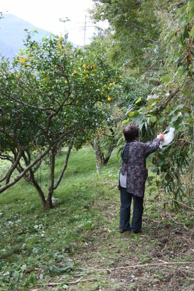 Harvesting yuzu in Mima, Tokushima Prefecture.