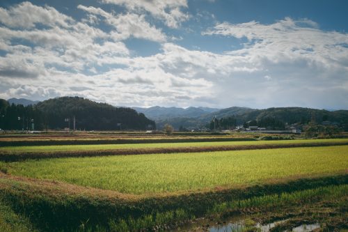 Rice fields of Toyama Prefecture.