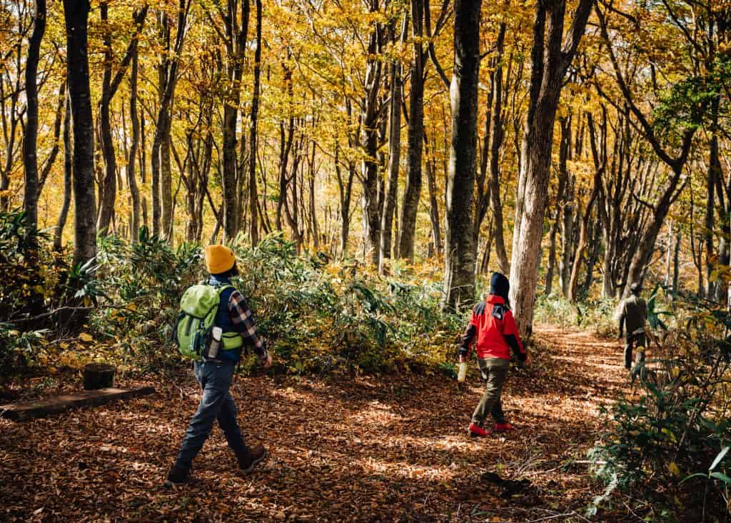 Bathed in Fall Colors on The Shin-etsu Trail