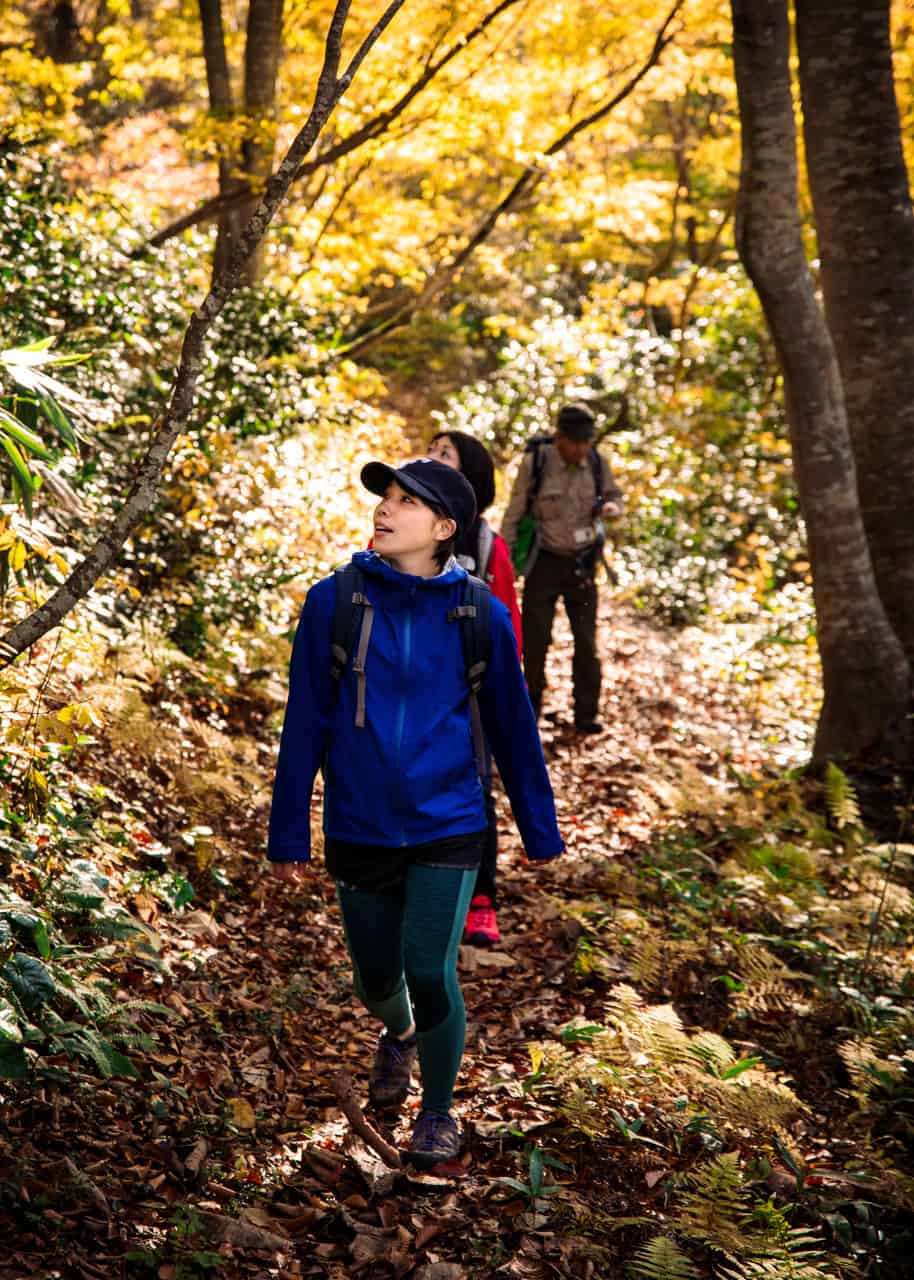 hiking in the golden foliage of the shinetsu trail