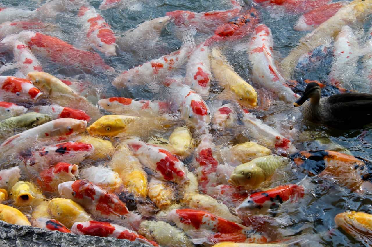 Koi pond at Korakuen foliage illumination Okayama City