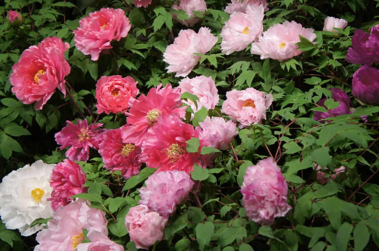 Peonies in Yuushien Japanese Garden, not far from Adachi Museum of Art, Yasugi, Shimane Prefecture, San'in Region, Japan