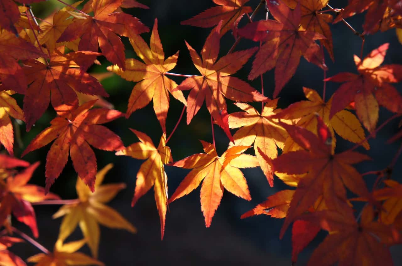 Momiji at Adachi Museum of Art, Yasugi, Shimane Prefecture, San'in Region, Japan