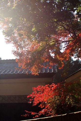 Sogenji Temple Buddhist Monastery Fall Foliage Okayama Prefecture