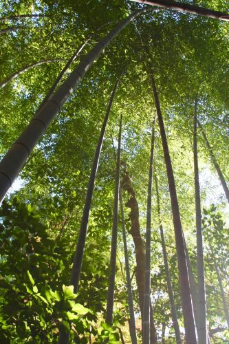 Sogenji Temple Buddhist Monastery Fall Foliage Okayama Prefecture