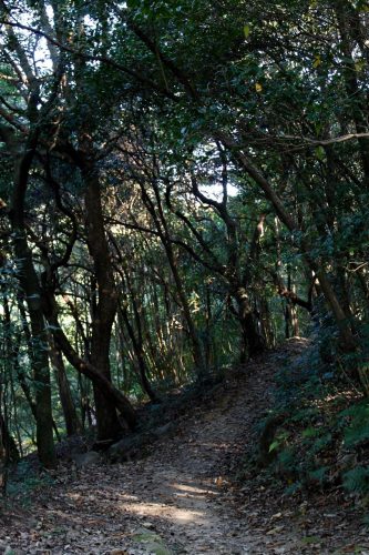 Sogenji Temple Buddhist Monastery Fall Foliage Okayama Prefecture