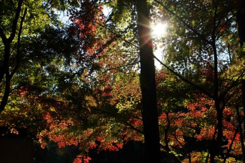 Sogenji Temple Buddhist Monastery Fall Foliage Okayama Prefecture