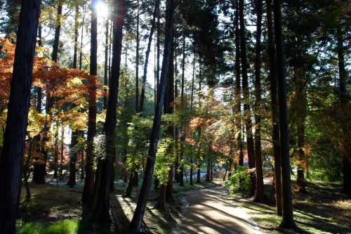 Sogenji Temple Buddhist Monastery Fall Foliage Okayama Prefecture