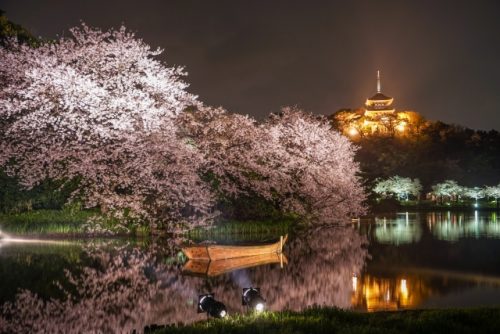 cherry blossoms in Yokohama