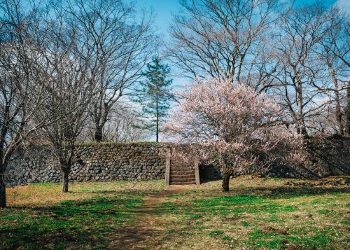 A tree blossoms at Oka Castle Ruins in Oita, Kyushu