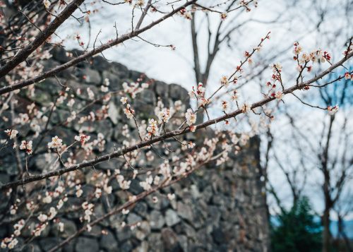 Plum blossoms at Oka Castle Ruins
