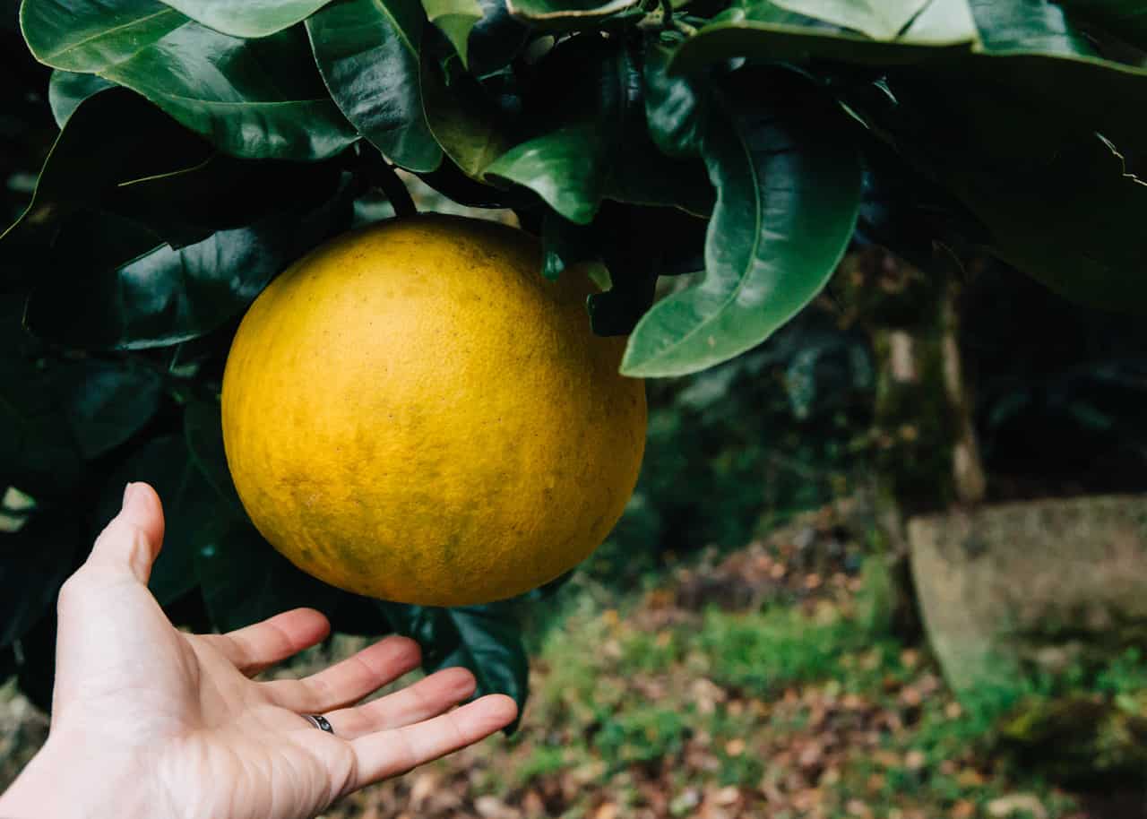 Food and Friendship at Wakabayashi Farm Stay in Yufu City