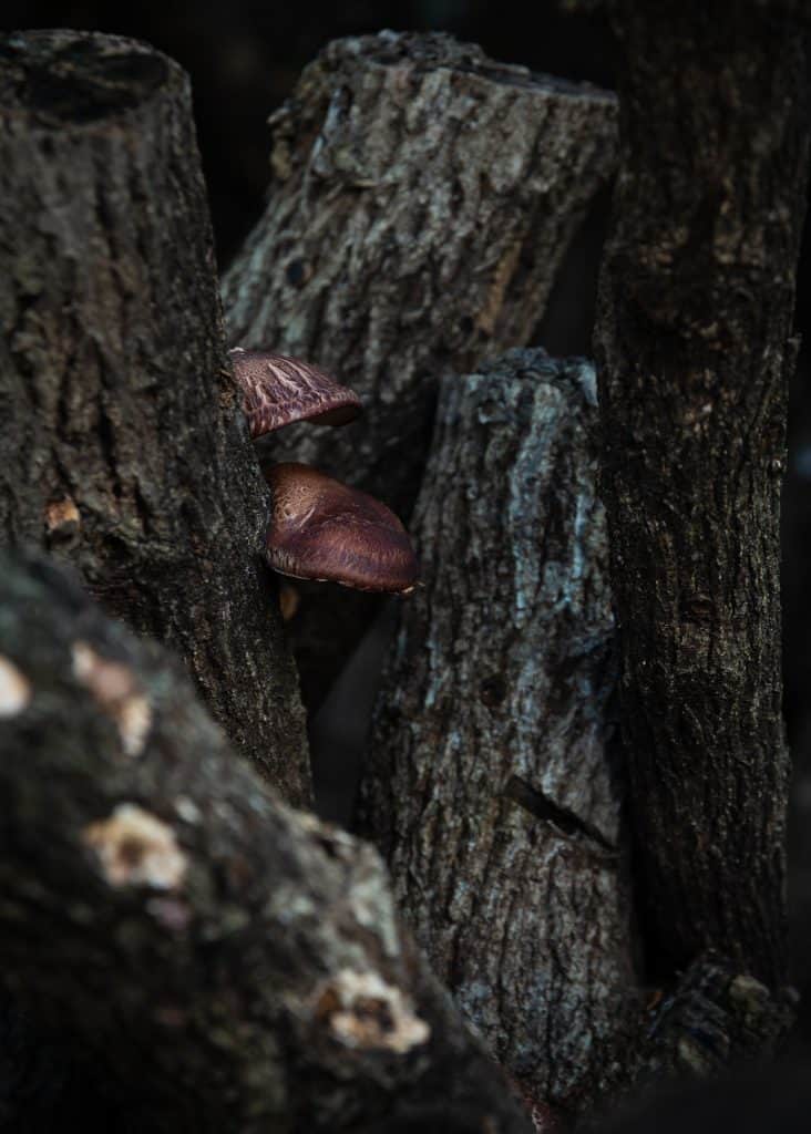 Shiitake mushroom growing in Oita Prefecture, Kyushu.