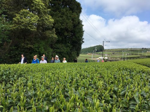 Green tea tourism in Nagasaki
