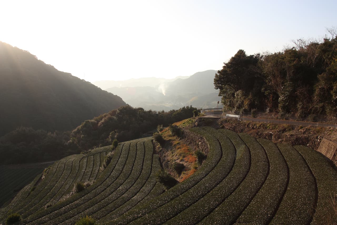 Discovering Green Tea Tourism in Higashisonogi
