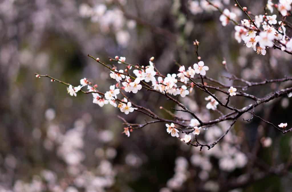 Japanese sakura cherry blossoms in springtime japan