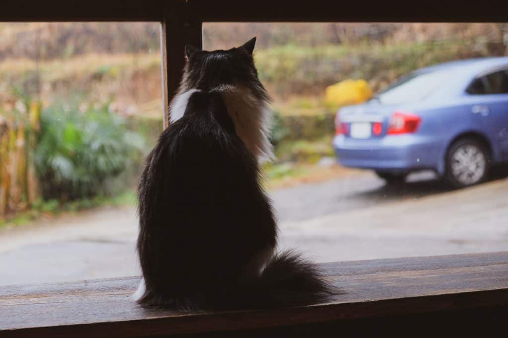 Vegan Food at Satta Yard in Nakatsu, Oita