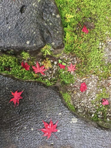 Maple tree leaves at Kyushintei entrance
