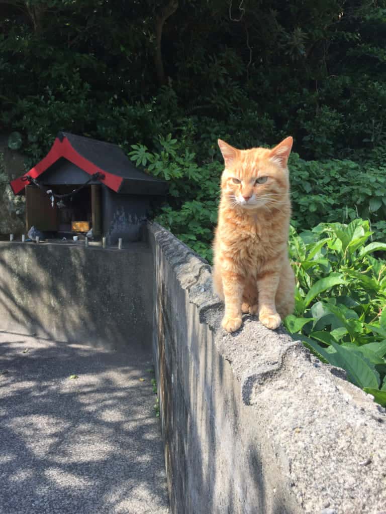 Oita’s Magical Islands of Cats and Seashells