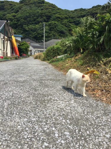 Cat walking in Fukashima village