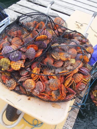 Hiyougi scallops in the net