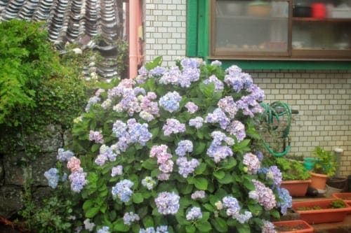 Ajisai (hydrangea) in bloom on Ojika