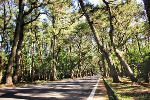 Picturesque pine trees on Ojika Island