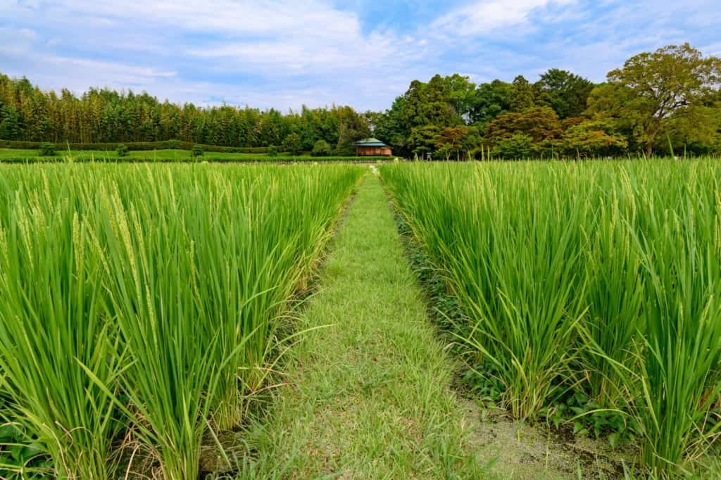 Okayama Korakuen Japanese Garden