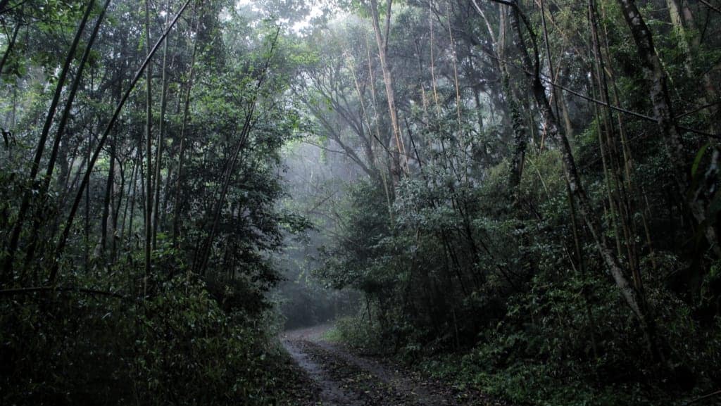 deep forest hiking trail in oita, japan
