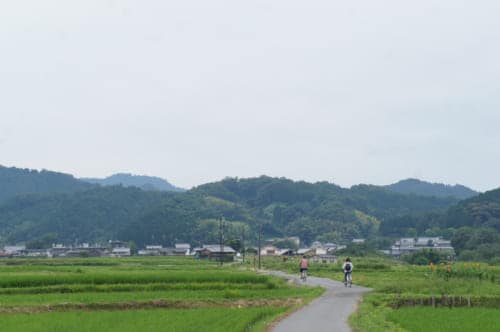 Two people cycling through the rice fields in Asuka village, Nara prefecture