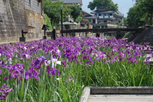 Tamana city water lilies in May bloom