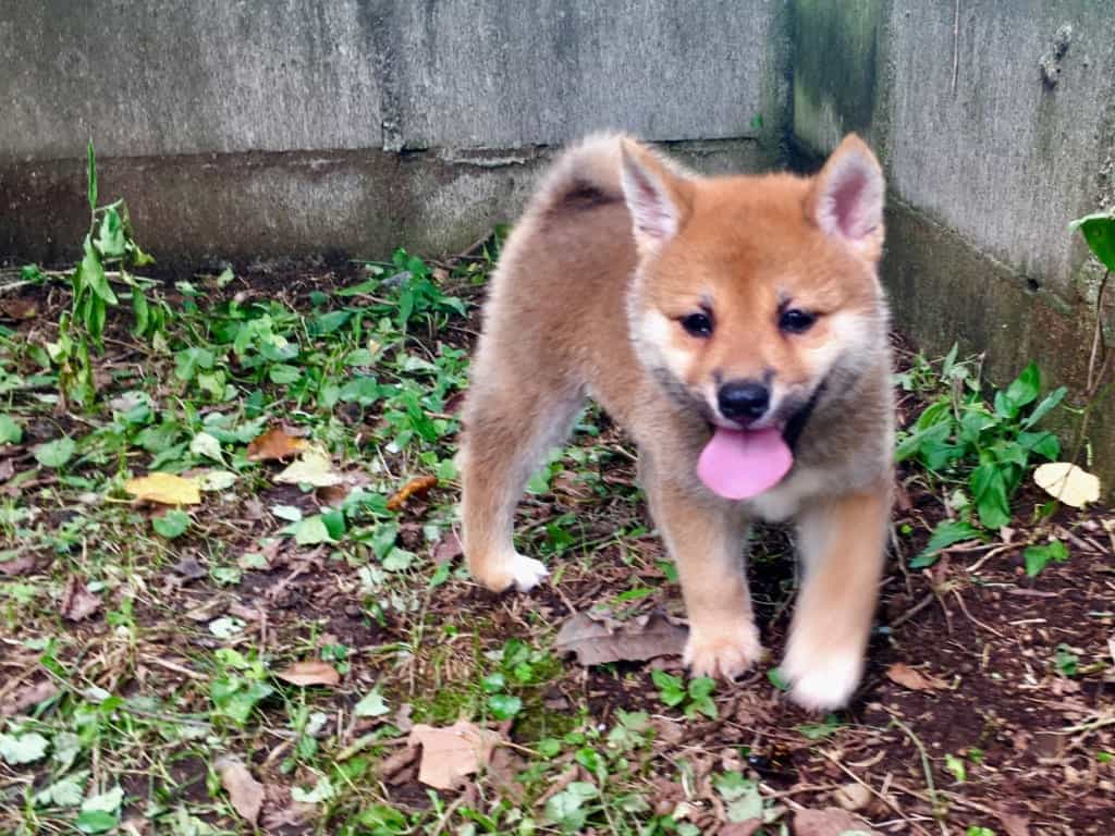 Shiba Inu: Japan’s Cutest National Treasure