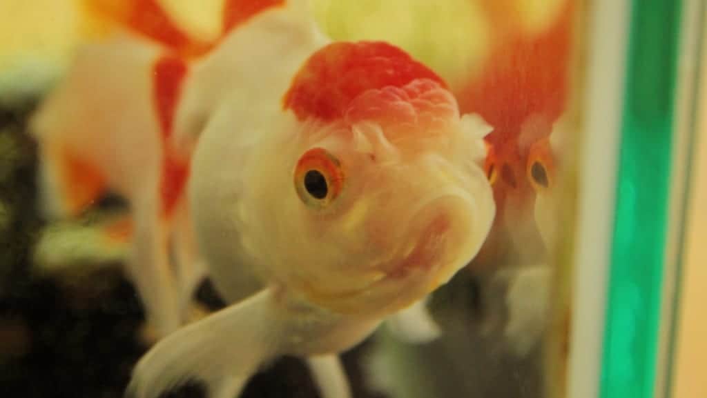 Enter Nagasu Town’s World of Goldfish!