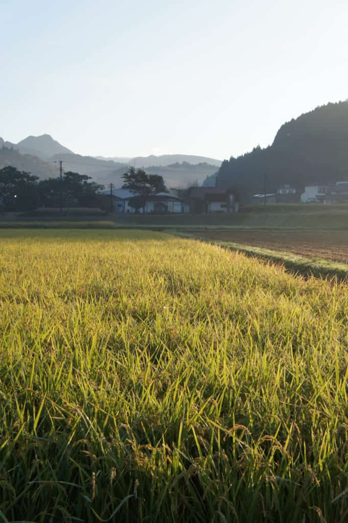 Rice field ready for the harvest in Kikuchi