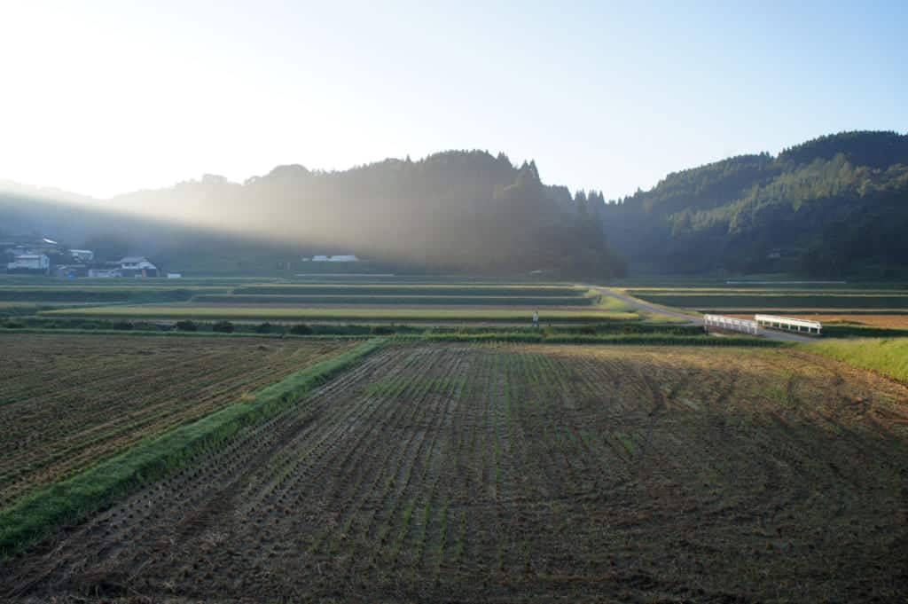 Kikuchi rice fields in early morning light