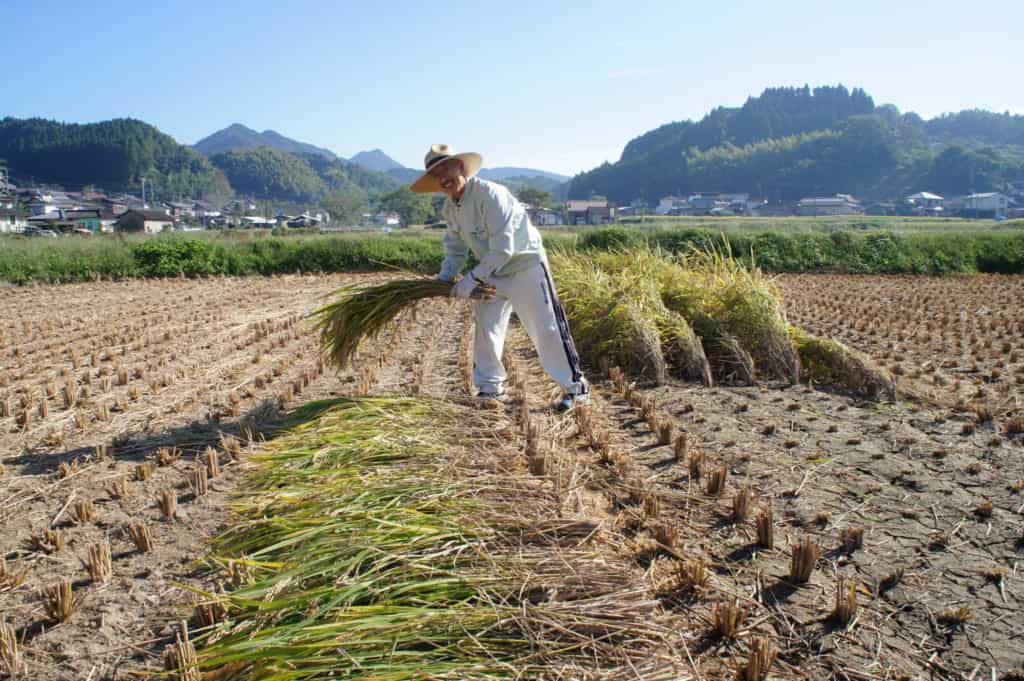 Mr Yonemura harvesting his rice field in Kikuchi