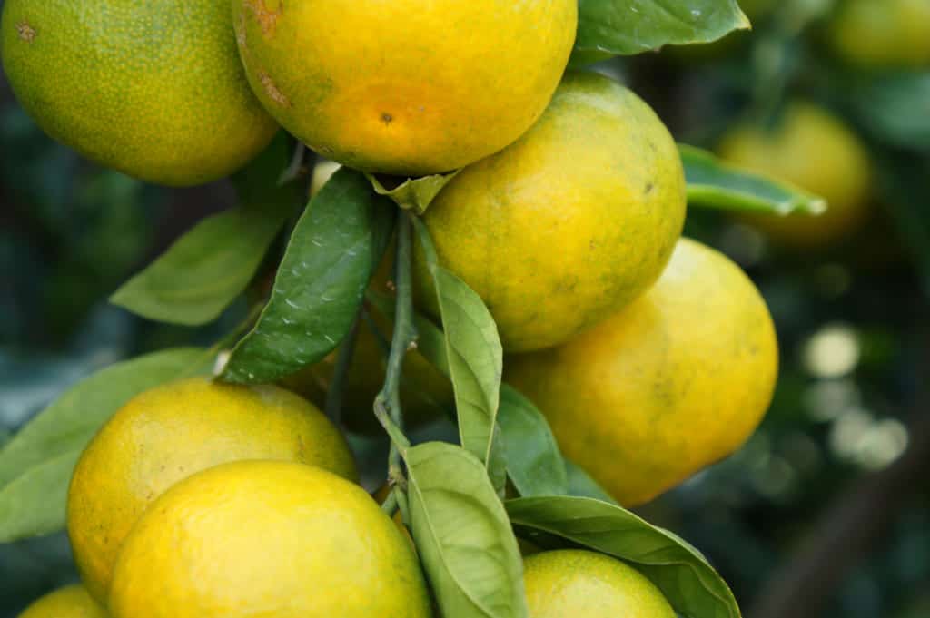 Close-up on citrus fruits