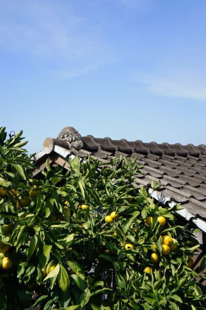 Citrus tree in front of a traditional Japanese roof