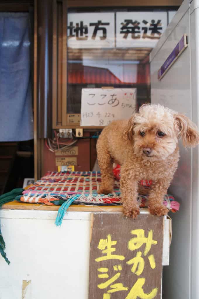 Cocoa chan, Mizumoto Orange Garden's toy poodle