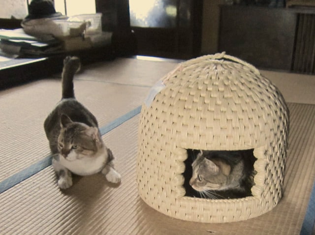 A neko-chigura in Sekikawa Village.