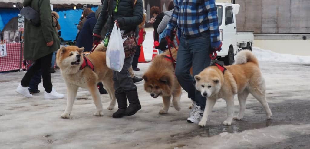 Akita inu parade at the Inukko Matsuri