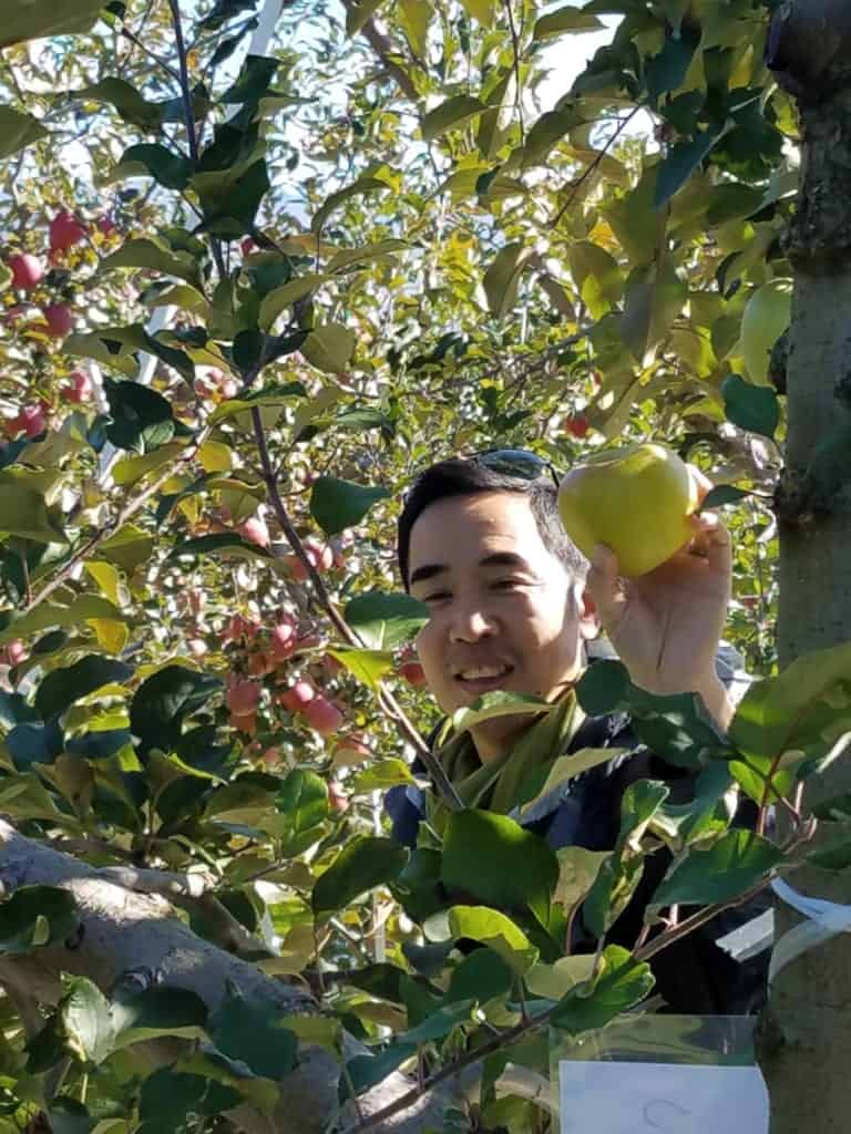 Picking apples in Iiyama, Nagano