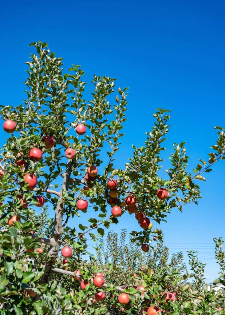 Apple orchard in Iiyama City