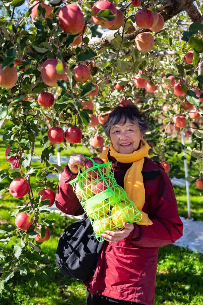 Picking a bag of Nagano apples to take home