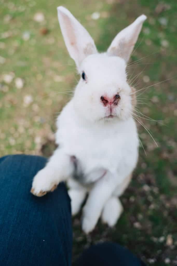 Inquisitive rabbit