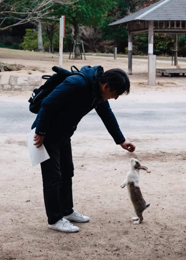 Rabbit standing up to greet a person