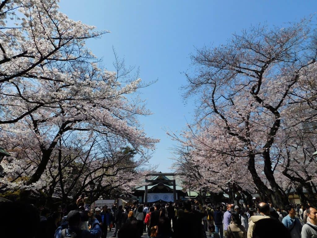 Tokyo Cherry Blossoms Spot Hanami Japan Season Yasukuni Shrine